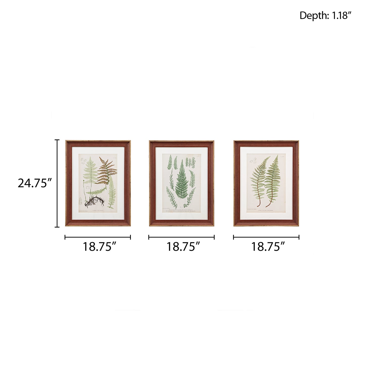 Botanical Illustration 3-piece Framed Glass and Single Matted Wall Art Set