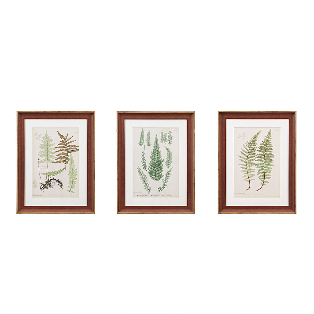 Botanical Illustration 3-piece Framed Glass and Single Matted Wall Art Set